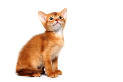 ginger striped purebred cat sitting on white isolated background. High quality photo