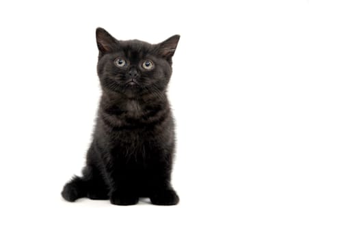 black parody kitten sitting on white isolated photo. High quality photo
