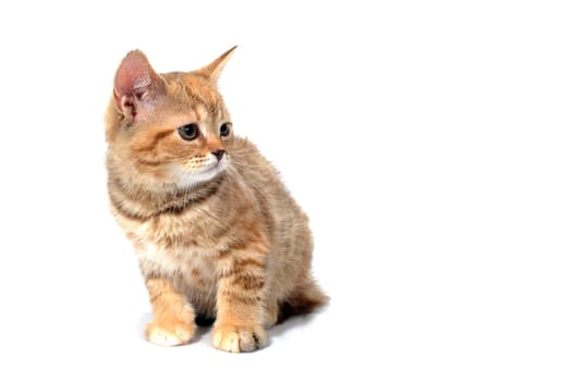 ginger striped purebred cat sitting on white isolated background. High quality photo