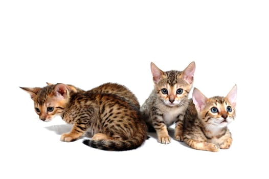 four purebred kittens sit on a white isolated background. High quality photo