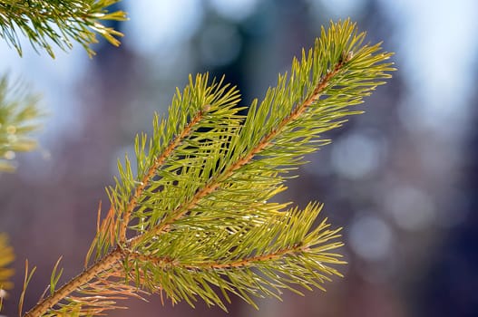 spruce branch close-up on a sunny day. High quality photo