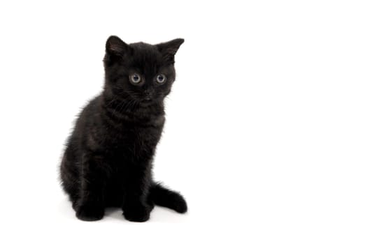 black parody kitten sitting on white isolated photo. High quality photo