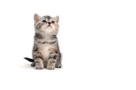 tabby purebred kitten sits on a white isolated background. High quality photo