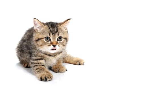 tabby purebred kitten sits on a white isolated background. High quality photo