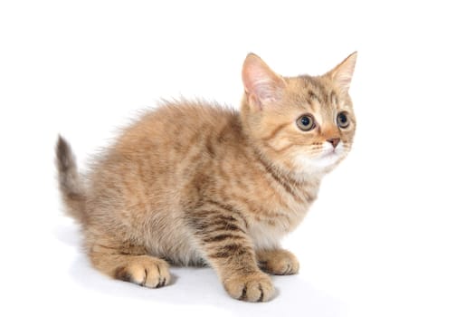 ginger striped purebred cat sitting on white isolated background. High quality photo