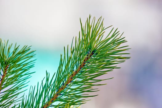 spruce branch close-up on a sunny day. High quality photo