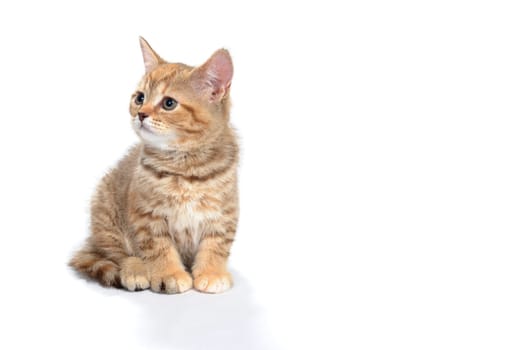 ginger striped purebred cat sitting on white isolated background. High quality photo