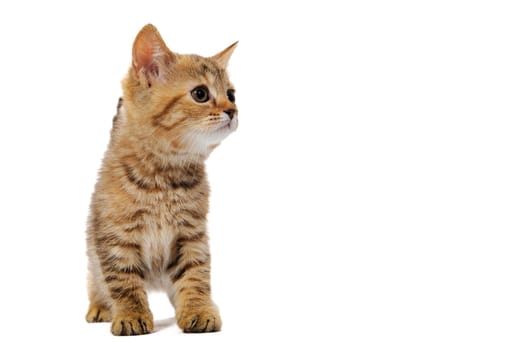 ginger striped purebred cat sitting on white isolated background. High quality photo