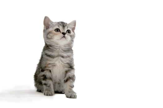 A gray purebred fluffy kitten sits on a white isolated background. High quality photo
