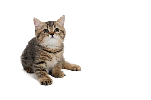 ginger striped purebred cat sitting on white isolated background. High quality photo