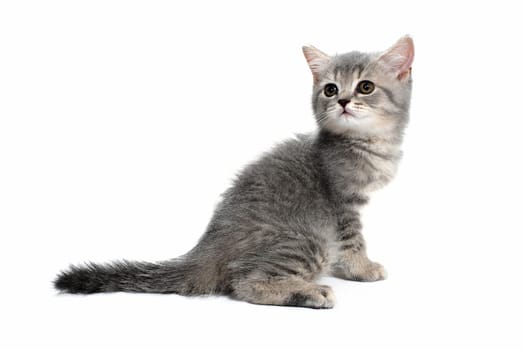 A gray purebred fluffy kitten sits on a white isolated background. High quality photo