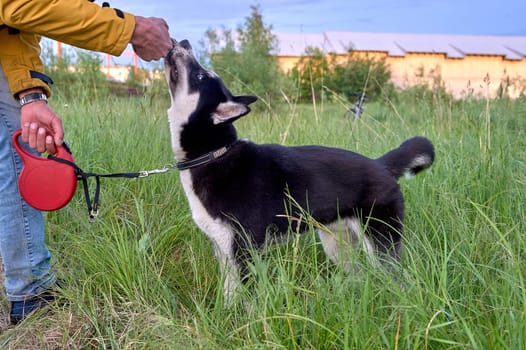 A husky dog holds onto a stick and plays. High quality photo