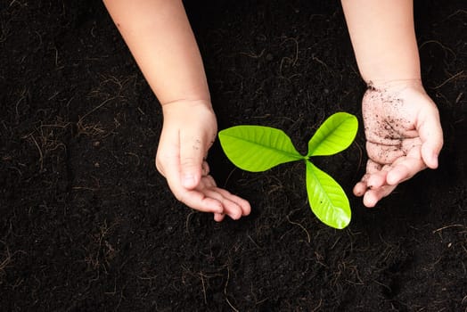 Top view of a green little seedling young tree in black soil on child's hands he is planting, Concept of global pollution, Save Earth day and Hand Environment conservation