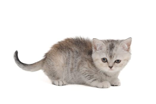 Tabby purebred kitten sits on a white isolated background. High quality photo