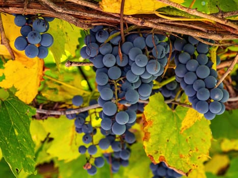 Blue grapes in the green leaves of the vine of the vineyard. Fruit berries. Blue grapes. Industrial winemaking. Green leaves of a vine. Agricultural business. Farming. Shop window.
