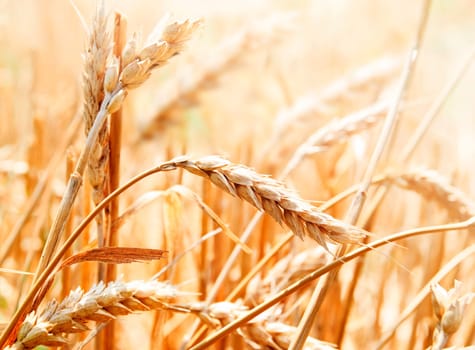 Closeup of wheat ear in field