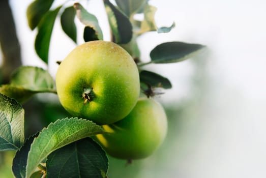 Apples on  tree with copyspace