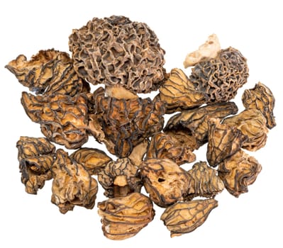 Macro shot of dried morel mushroom with stem
