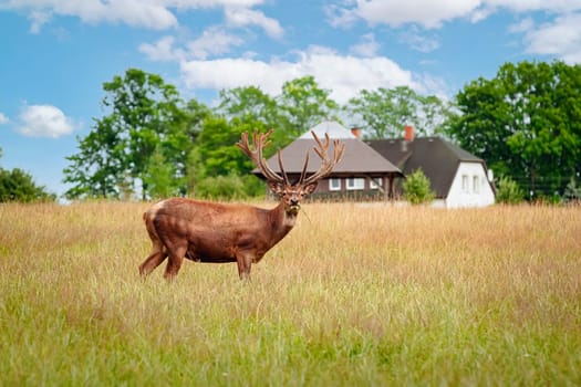 Deers with big horns resting near the forest