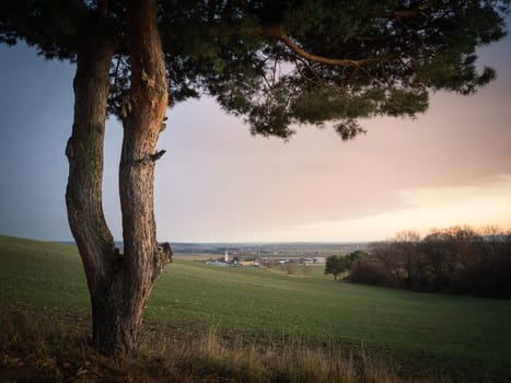 Pine tree near the village of Ritzing in Burgenland at sunset