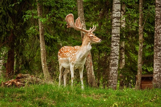Deers with big horns resting near the forest