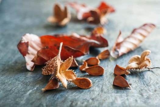 Close-up view of burst beechnut buds with scattered nuts and withered leaves in the background on a light slate-like surface in the studio.