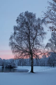 tree in winter at lakeside