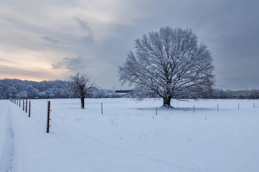 tree in winter at sunset