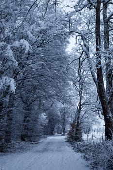 path in winter forest