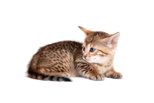 tabby purebred kitten sits on a white isolated background. High quality photo