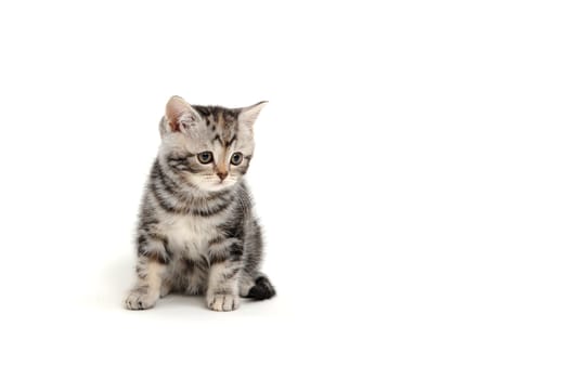 A gray purebred fluffy kitten sits on a white isolated background. High quality photo