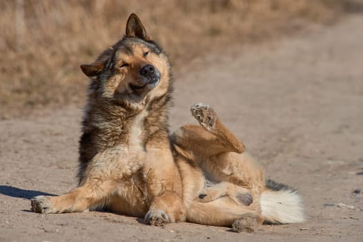 A fluffy dog lies on the road on a sunny day. High quality photo