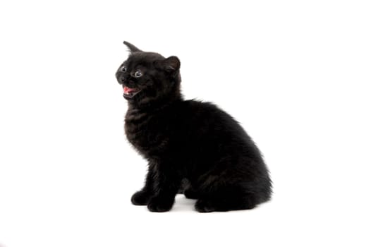 fluffy purebred black kitten lies on an isolated background. High quality photo