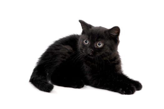 fluffy purebred black kitten lies on an isolated background. High quality photo