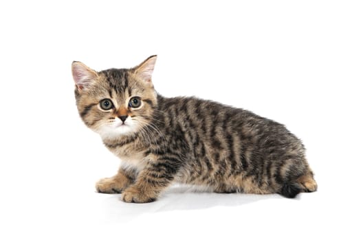 a gray striped purebred kitten sits on a white background. High quality photo
