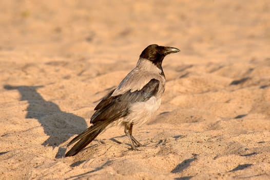 A crow stands on the sand on a sunny evening. High quality photo