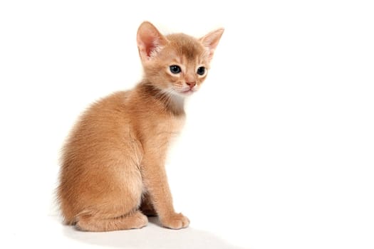 ginger striped purebred cat sitting on white isolated background. High quality photo