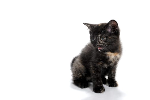 a black spotted purebred kitten sits on a white isolated background. High quality photo