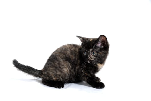 a black spotted purebred kitten sits on a white isolated background. High quality photo