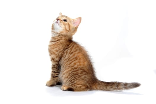 ginger striped purebred cat sitting on white isolated background. High quality photo