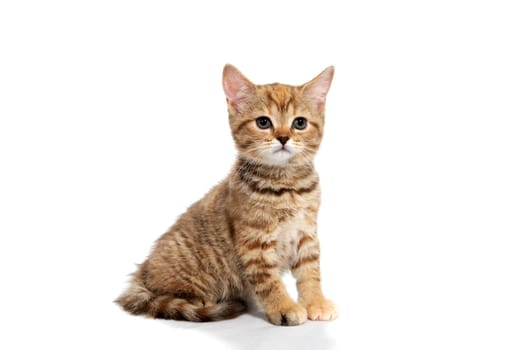 ginger striped purebred cat sitting on white isolated background. High quality photo