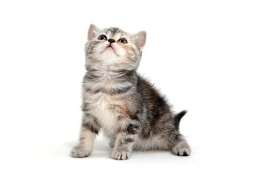 A gray purebred fluffy kitten sits on a white isolated background. High quality photo