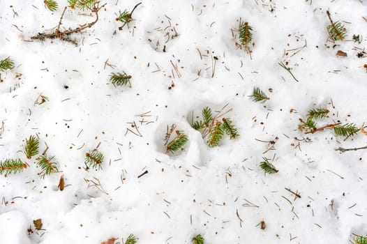 fallen needles from the Christmas tree lie on the snow, background, texture. High quality photo