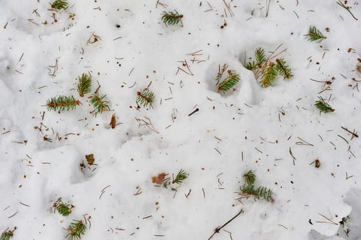 fallen needles from the Christmas tree lie on the snow, background, texture. High quality photo