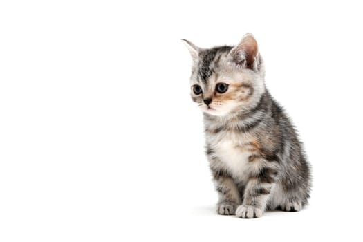 A gray purebred fluffy kitten sits on a white isolated background. High quality photo