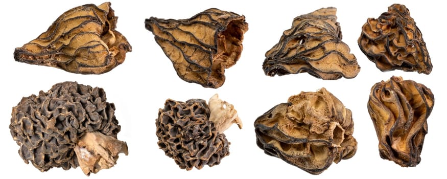 Macro shot of various different dried morel mushrooms isolated on white