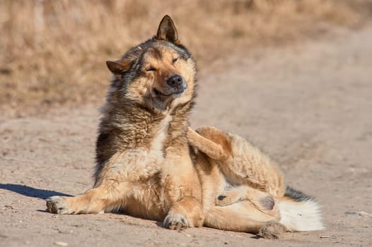 A fluffy dog lies on the road on a sunny day. High quality photo