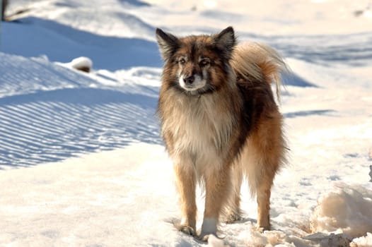 a dog stands on a snowy road on a sunny winter day and looks at the camera. High quality photo