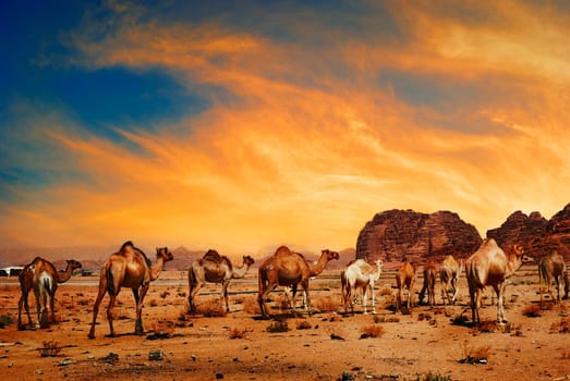 Camels in desert of Wadi Rum, Jordan