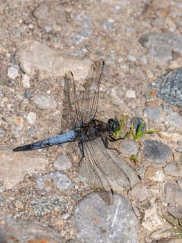 Close-up of a blue flat-bellied dragonfly, Libellula depressa, sitting on brown stony ground